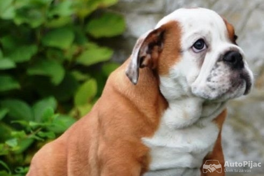 3  engbuldogA1025