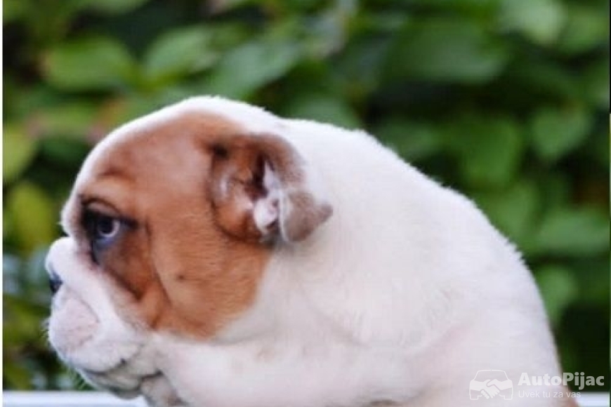 4 engbuldogA1025