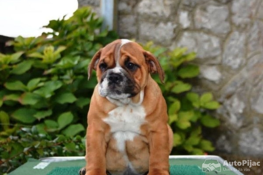 5 engbuldogA1025