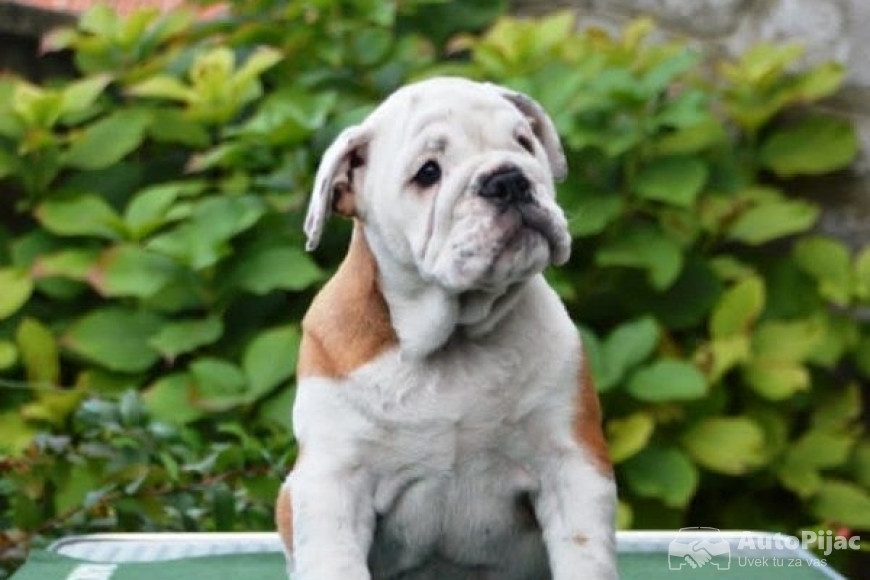 6 engbuldogA1025