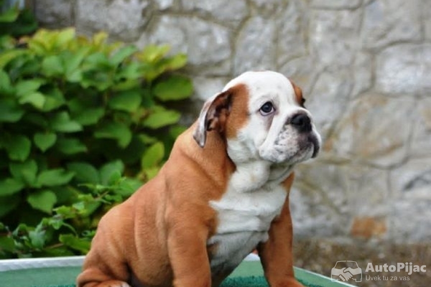 7 engbuldogA1025