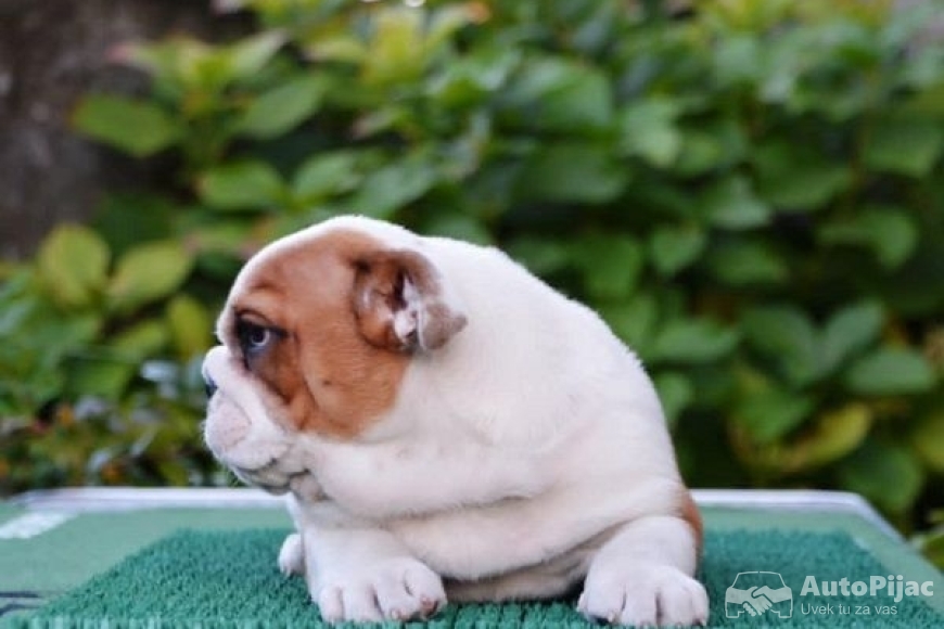 8 engbuldogA1025