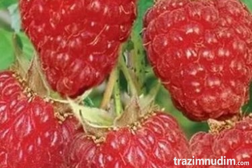 Sadnice-Maline-300x400 veca