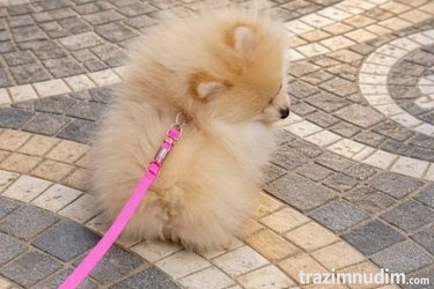 005 viber_slika_2026-04-14_12-57-34-105 manja