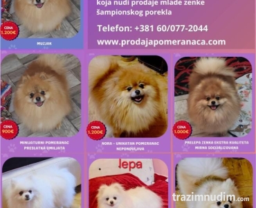 Pomeranac odgajivačnica na prodaju