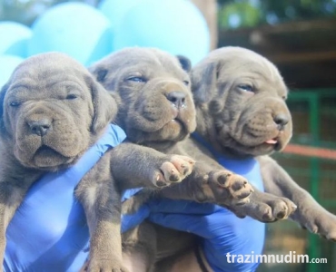 Cane Corso štenci