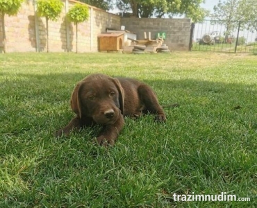 Čokoladni labrador 