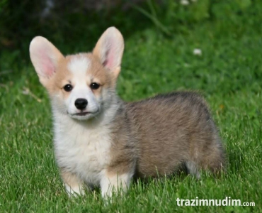 Velski korgi/Welsh Corgi Pembroke