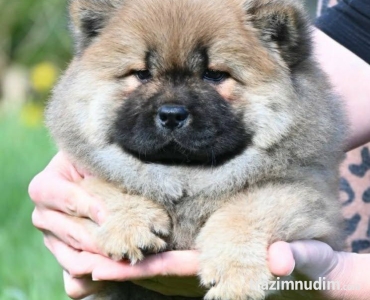 Chow Chow Čau Čau štenci
