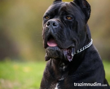 Cane Corso mužjak na prodaju