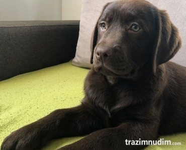 LABRADOR retriver, čokoladni štenci 
