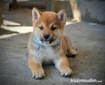 Shiba Inu prelepi štenci
