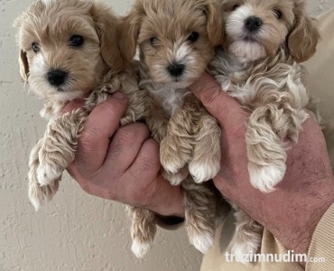 Mini maltipoo