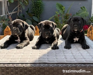 Crni Cane Corso štenci - rezervacije u toku 
