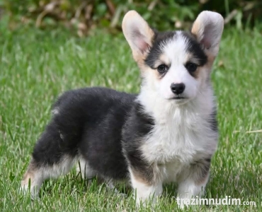 Velski korgi/Welsh Corgi Pembroke štenci