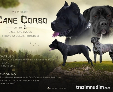 Kane Korso Cane Corso štenci