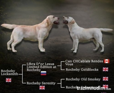 Stenci LABRADOR retrivera 