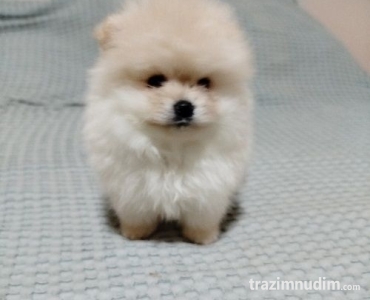Prelepi Boo medvedici 