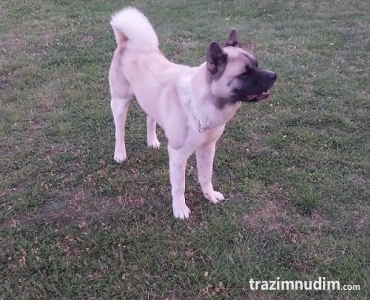 Američka akita, parenje 