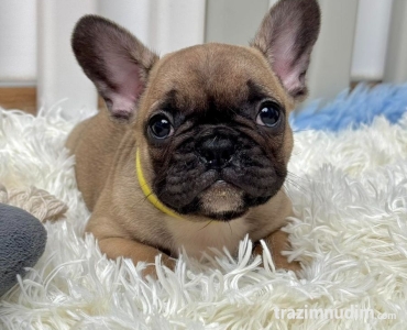 Francuski Buldog stenci
