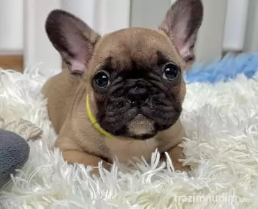 Francuski Buldog stenci