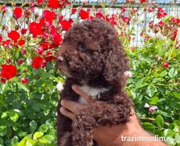 Lagoto Romanjolo (Lagotto Romagnolo)