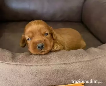 Crveni Cockapoo štenci