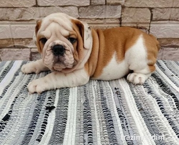 Engleski buldog