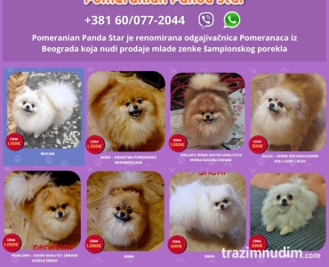 Odgajivačnica Pomeranaca prodaje mlade ženke