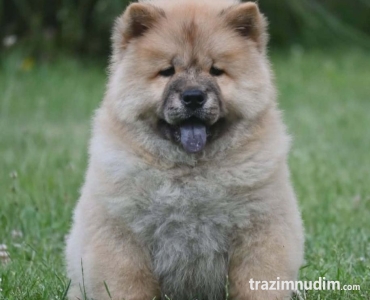 Chow Chow Cau Cau Čau Čau