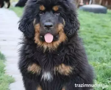 Tibetski mastif, štenci