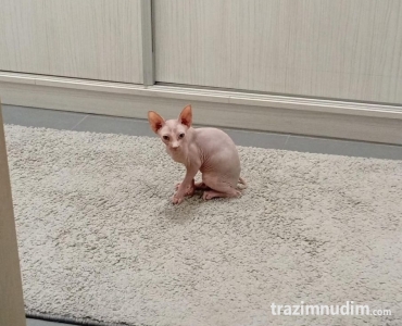 Preostala 2 mužjaka Sphynx mačića (3,5 meseca) – spremni za preuzimanje odmah (Beograd)