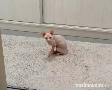 Preostala 2 mužjaka Sphynx mačića (3,5 meseca) – spremni za preuzimanje odmah (Beograd)