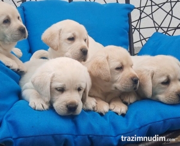 Labrador štenci