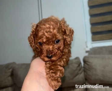 Toy pudlica