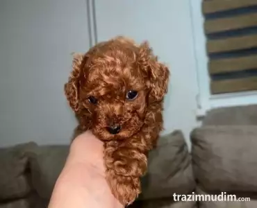 Toy pudlica