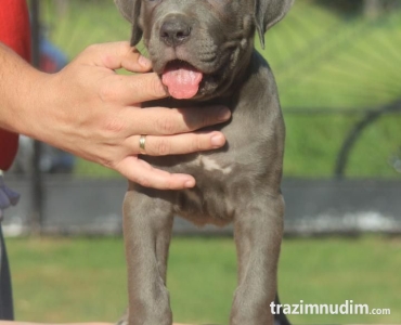 Cane Corso štenci