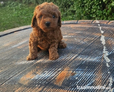 Aprikot mini i Crvena toy pudla štenci