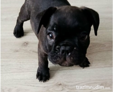 Francuski buldog 