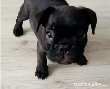 Francuski buldog
