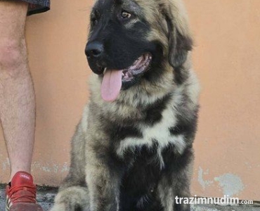 Kavkaski ovčar vrhunski štenci