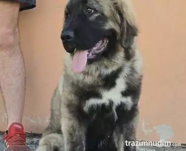 Kavkaski ovčar vrhunski štenci