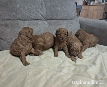 Crvena toj pudla ( Toy Poodle )