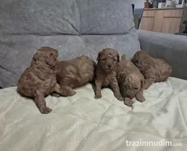 Crvena toj pudla ( Toy Poodle )