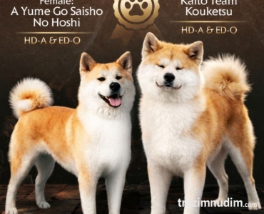 Akita Inu prelepi štenci