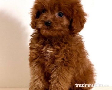 Cavapoo-Kavapu (cavalier king charles spaniel + pudla)