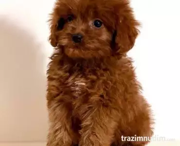 Cavapoo-Kavapu (cavalier king charles spaniel + pudla)