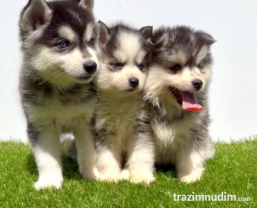 Pomsky-pomski (pomeranac + haski)