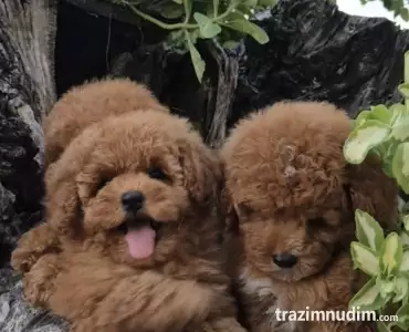 Pudle i maltipoo, prelepi štenci