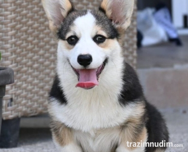 Velski korgi/Welsh Corgi Pembroke